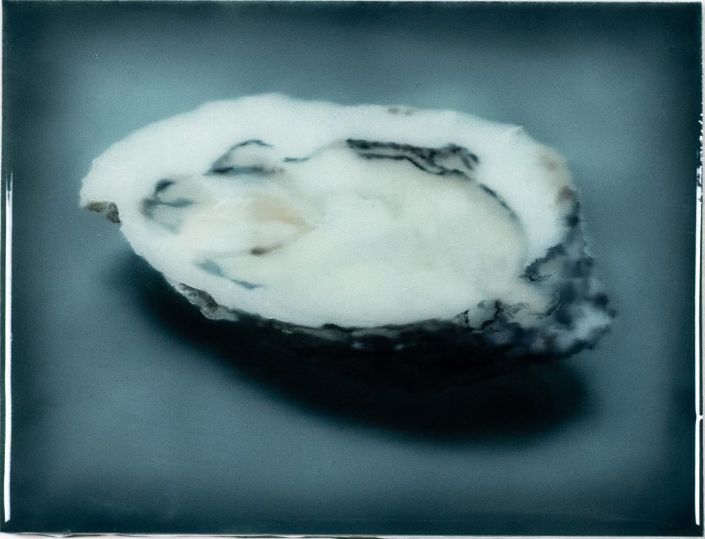 Oyster nr°2