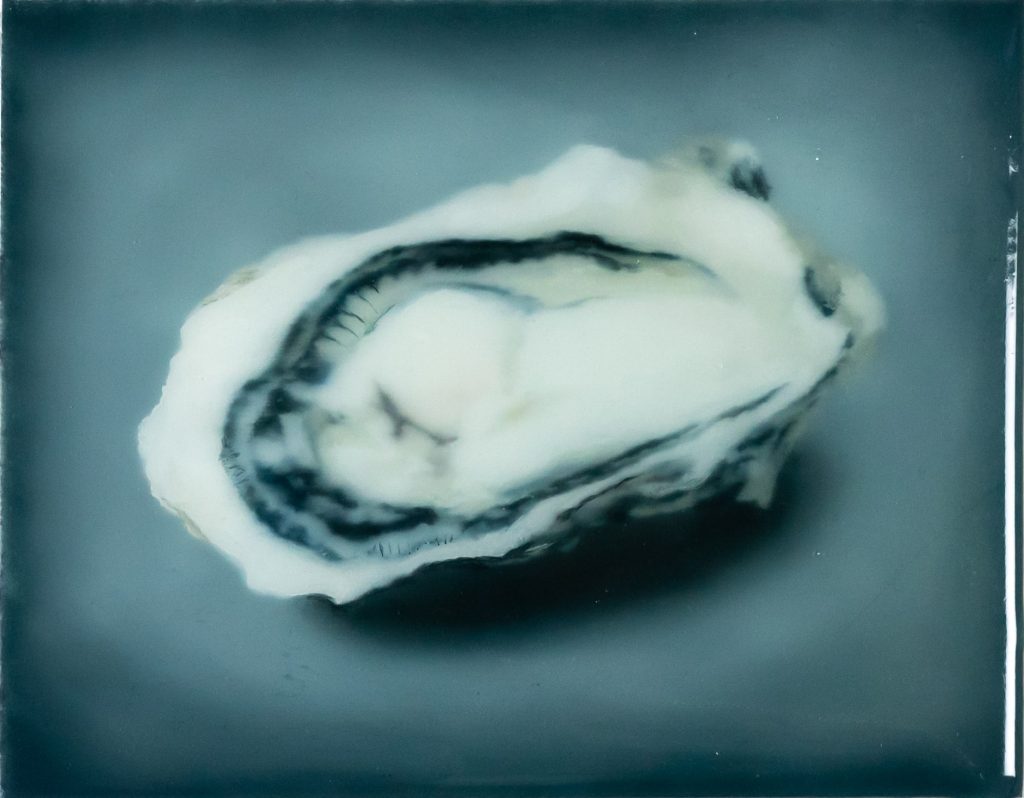 Oyster nr°3